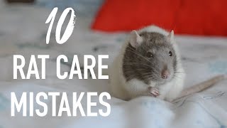 10 Common Mistakes Rat Owners Make [upl. by Thais]