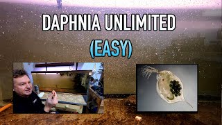 How I Raise Daphnia Water Fleas And You Can Too [upl. by Macleod]