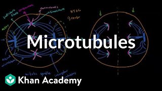 Microtubules  Cells  MCAT  Khan Academy [upl. by Yrred]