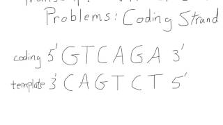 Transcription and Translation For A Coding Strand [upl. by Emmery649]