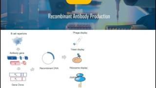 Introduction of Recombinant Antibody [upl. by Cosenza]