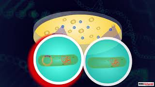 Insertion of Recombinant DNA [upl. by Av]