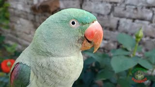 Alexandrine Parrot Natural Calls [upl. by Annatsirhc204]