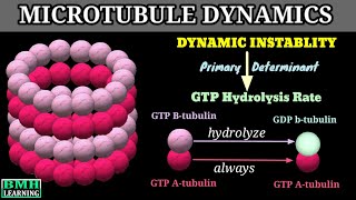 Dynamic Instablity Of Microtubules  Microtubule Dynamics [upl. by Garaway]