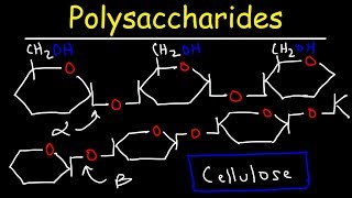 Polysaccharides  Starch Amylose Amylopectin Glycogen amp Cellulose  Carbohydrates [upl. by Nodmac]