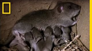 Momma Rat 15000 Babies a Year  National Geographic [upl. by Renrut]