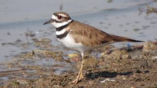 Chorlo Tildío Charadrius vociferus [upl. by Bohman]