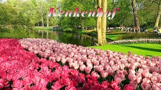 Keukenhof 2018  The most beautiful flower park in the world [upl. by Luke]