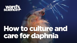 Caring and Culturing for Daphnia [upl. by Ednargel347]