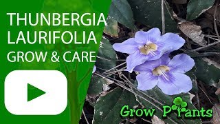 Thunbergia laurifolia  grow and care [upl. by Schultz]