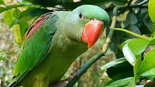 Alexandrine Parrot Natural Sounds [upl. by Shear]