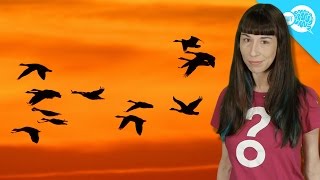 How Do Birds Know Where To Go When They Migrate [upl. by Prissy]