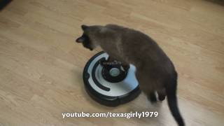 Cat shows HOW TO use iRobot Roomba Vacuum [upl. by Heddi]