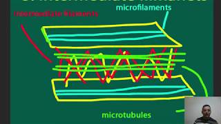 Microfilaments  Made simply  HighYield points [upl. by Louls211]