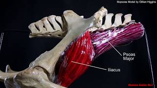 Horse Pelvic Muscles  The Iliopsoas group [upl. by Aicelef391]