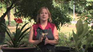 How to Care for Thunbergia [upl. by Aloel]