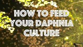 How To Feed Your Daphnia Culture [upl. by Alage]