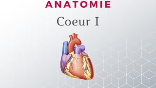 Anatomie du Cœur  Configuration Externe [upl. by Sundin141]