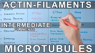 Microfilaments vs Microtubules vs Intermediate Filaments [upl. by Joed763]