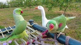 Ringneck Parrot Talking and Dancing for Alexandrine Parrot [upl. by Secnirp]