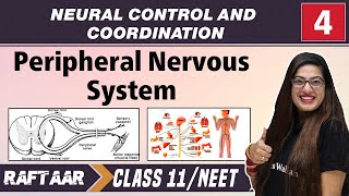 Neural Control and Coordination 04  Peripheral Nervous System  Class11NEET [upl. by Roydd]