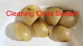 Cleaning your Clivia Seeds [upl. by Niroc410]