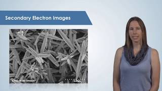 Introduction to the Scanning Electron Microscope SEM [upl. by Monica]