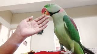 Beautiful Parrot Talking  Alexandrine Parrot [upl. by Joela616]