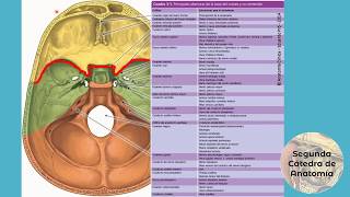 L51  Cráneo  Anatomía 2  FMed UBA [upl. by Vitkun]