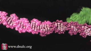 Mechanism of Recombination [upl. by Onit]