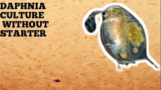 HOW TO CULTURE DAPHNIA NATURALLY WITHOUT A STARTER [upl. by Erusaert]