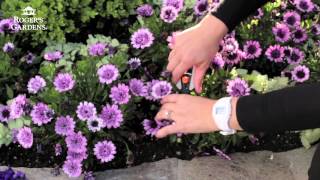 Gardening 101 Series  How to Deadhead Flowers [upl. by Leuqar]