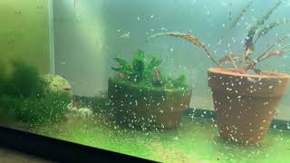 Daphnia Culturing Snails or no snails [upl. by Ttoille138]