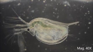 Daphnia magna under the Microscope [upl. by Seiden]