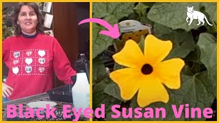 How to Grow Thunbergia Black Eyed Susan Vines from seed  Seed Starting Indoors [upl. by Sonitnatsnok]