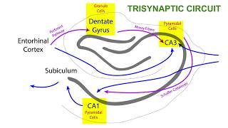 TRISYNAPTIC CIRCUIT OF THE HIPPOCAMPUS [upl. by Joacimah]