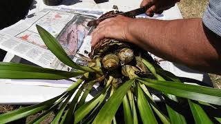 REPOTTING amp DIVIDING CYMBIDIUM ORCHIDS [upl. by Benzel239]