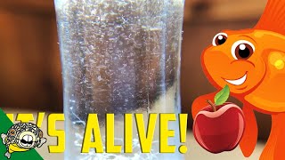 How to culture Vinegar Eels The EASY Way Live Fish Food [upl. by Hakan]