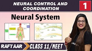 Neural Control and Coordination 01  Neural System  Class11NEET [upl. by Ortensia]