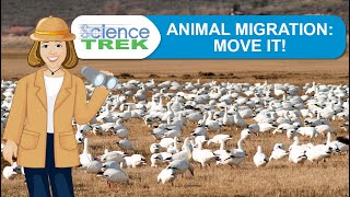 Animal Migration Move It  Science Trek [upl. by Ttegdirb]