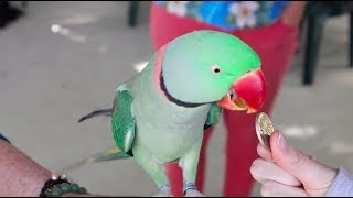 Pierre the Alexandrine Parakeet LOOK HOW SMART [upl. by Lisabet987]