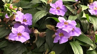 Growing Skyflower Thunbergia laurifolia [upl. by Tedda]