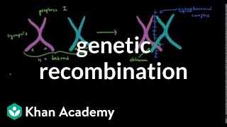 Genetic recombination 1  Biomolecules  MCAT  Khan Academy [upl. by Alda]