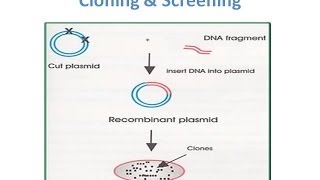 Recombinant Protein Expression in Ecoli [upl. by Perrie182]