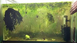 Scuds Daphnia Cherry Shrimp Copepods My aquatic food culture [upl. by Carmon830]