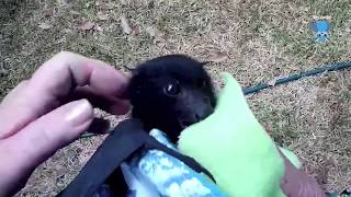 Rescuing a baby flyingfox alone in a tree this is Xanto [upl. by Anaidni]