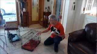 How to Housebreak a Puppy Crate Training [upl. by Nilyaj]