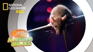 Rat Genius  Awesome Animals [upl. by Flory]