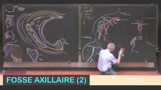 Anatomie de la fosse axillaire 2 Membre supérieur 5 [upl. by Issac]