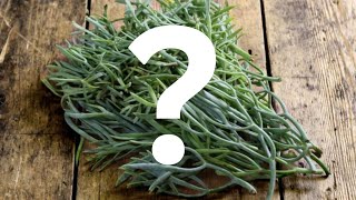 What is Samphire [upl. by Melba451]